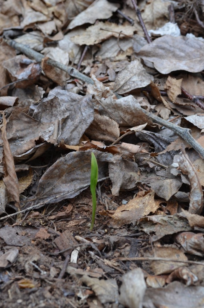 Пролеска росток