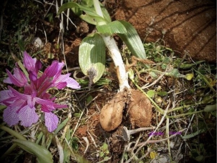 Ятрышник салеп