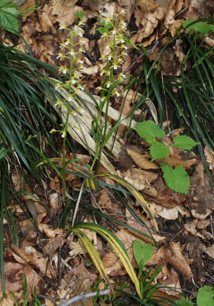 Ореорхис раскидистый