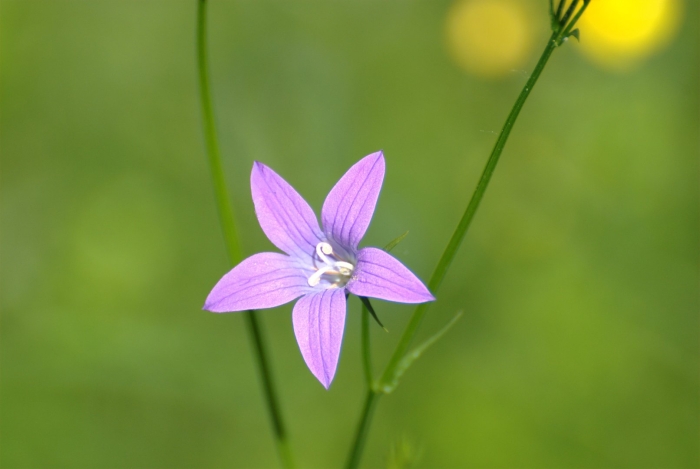 Campanula patula