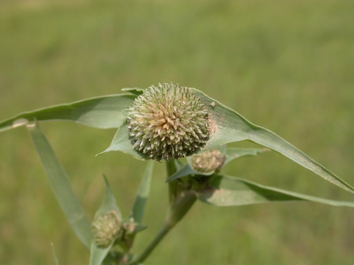 Centaurea pseudophrygia