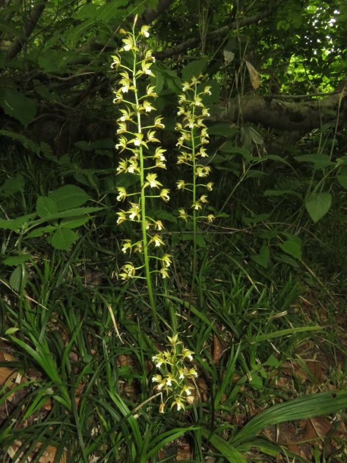 Platanthera chlorantha