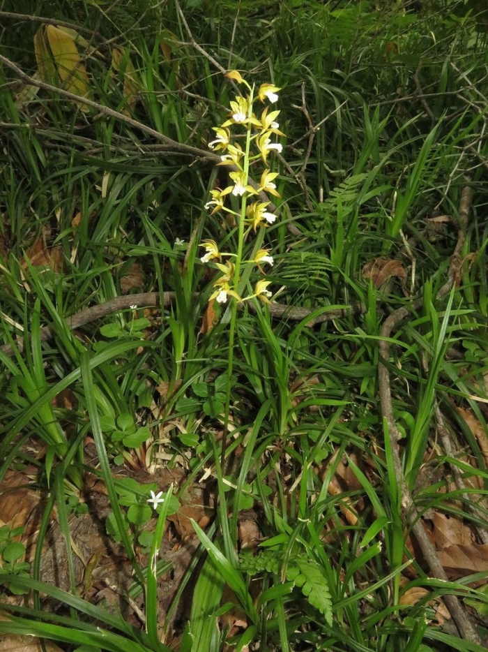 Любка двулистная