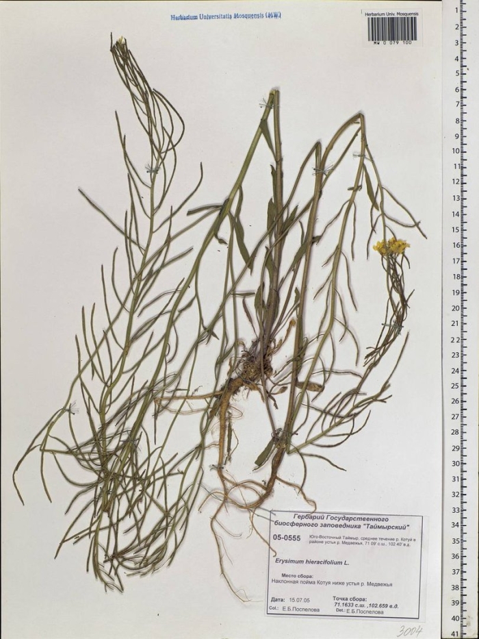 Желтушник раскидистый препараты