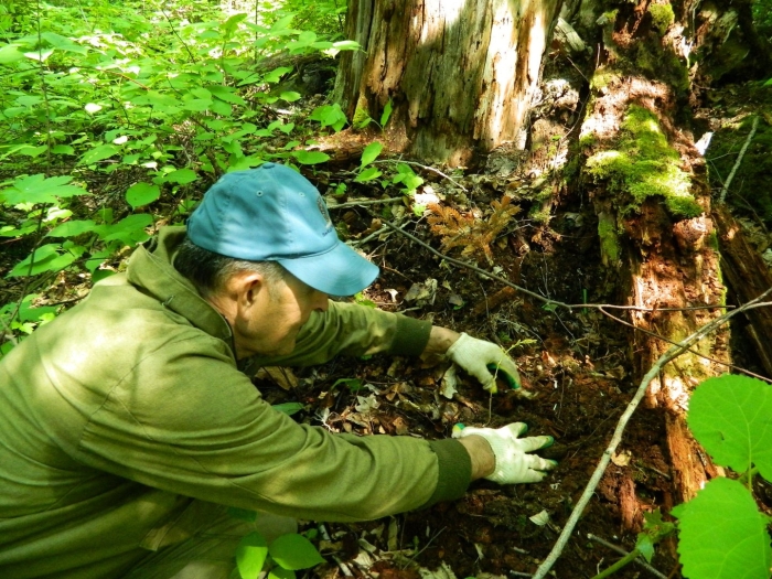 Земля в лесу