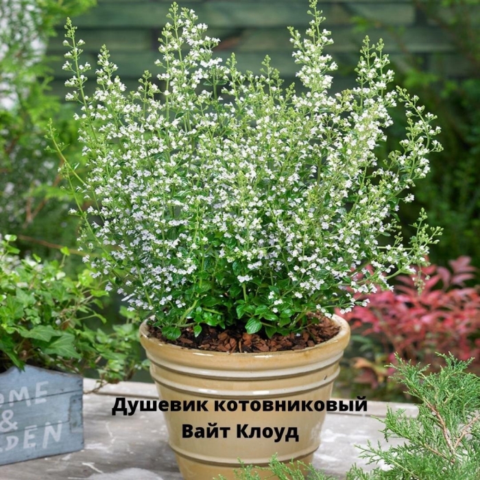 Душевик котовниковый вайт клоуд