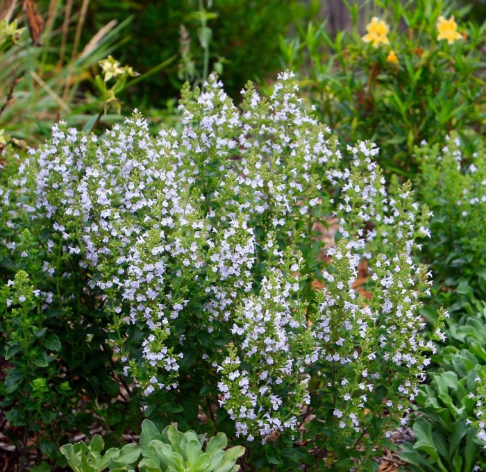 Душевик котовниковый 'blue cloud'