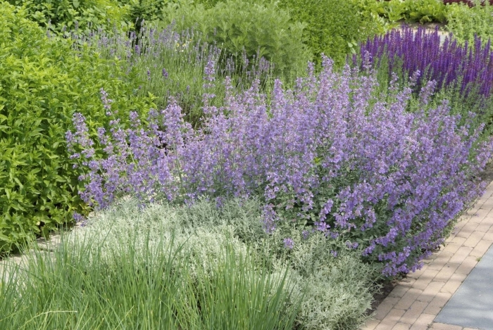 Котовник фассена (nepeta faassenii &#96;six hills giant&#96;)