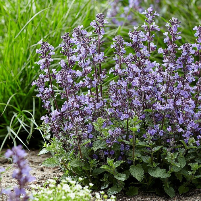 Котовник пурсиан блю