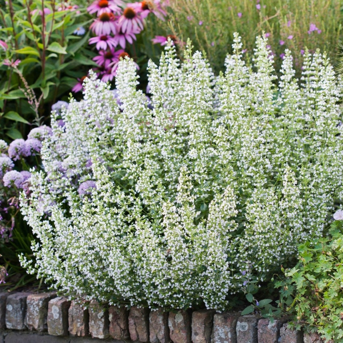 Душевик котовниковый