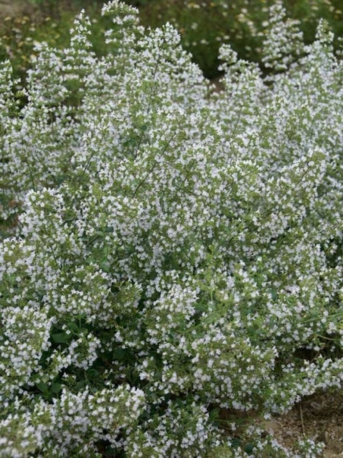 Душевик котовниковый