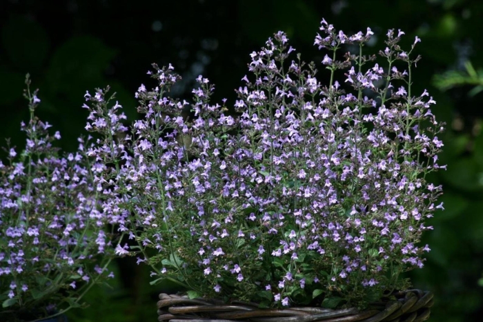 Душевик котовниковый (calamintha nepeta)