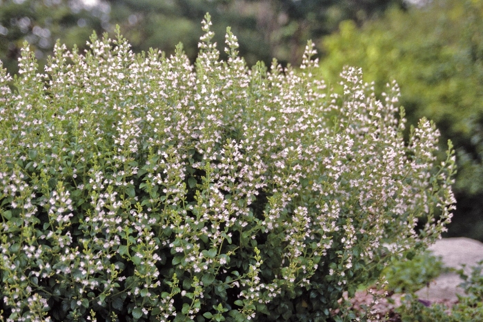Душевик котовниковый (calamintha nepeta &#96;white cloud&#96;)