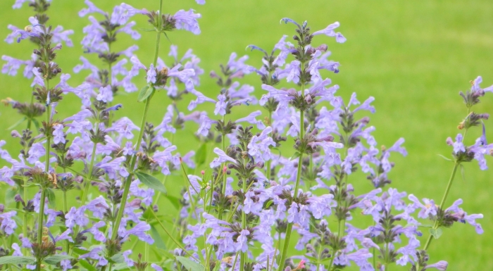 Nepeta sibirica