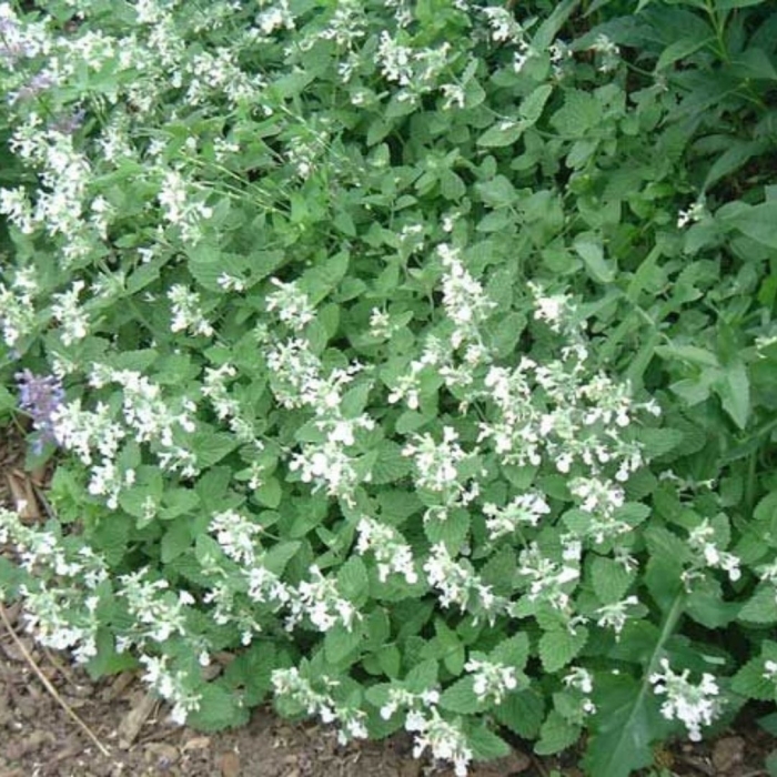 Котовник фассена snowflake