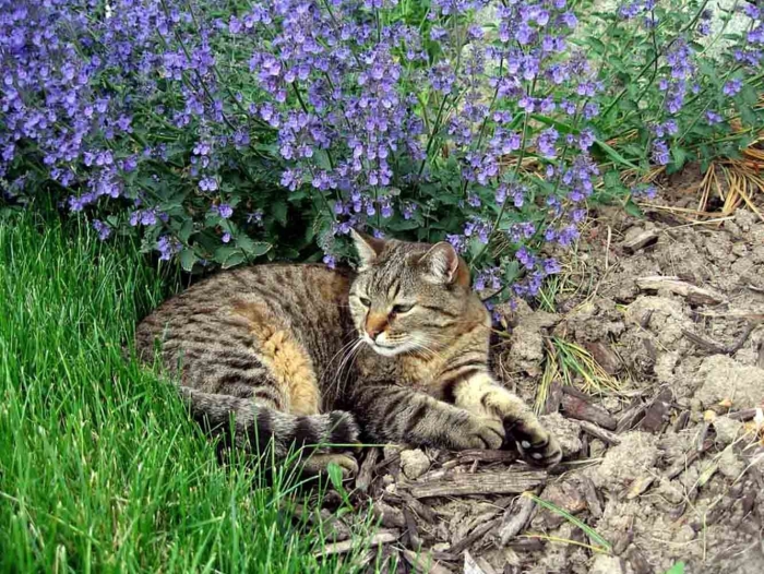 Котовник кошачий (мята кошачья)