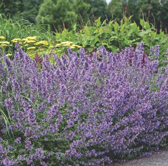 Котовник six hills giant