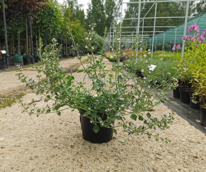 Душевик котовниковый блю клауд