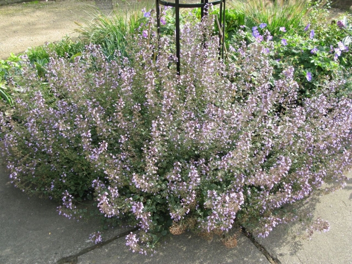 Душевик котовниковый (calamintha nepeta &#96;blue cloud&#96;)