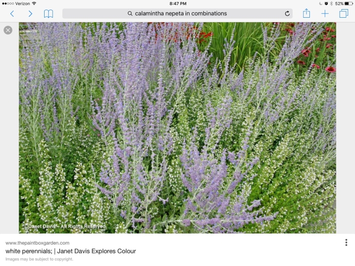 Перовския atriplicifolia