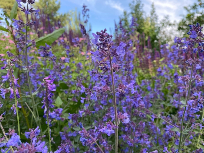 Котовник фассена