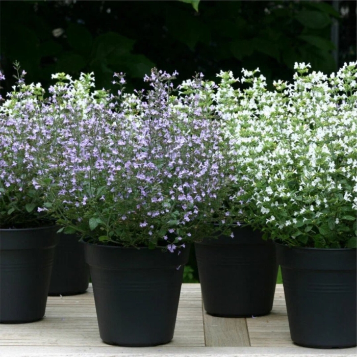 Душевик котовниковый (calamintha nepeta)