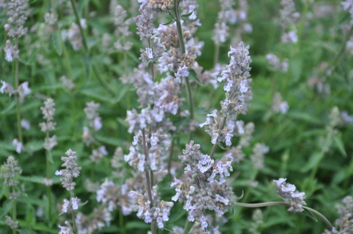 Котовник глетчер