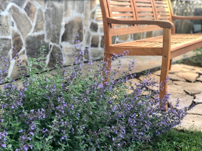 Котовник фассена (nepeta