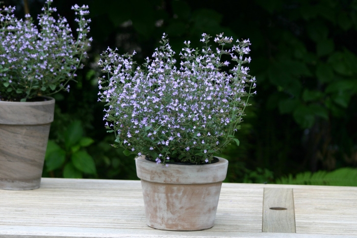 Душевик котовниковый (calamintha nepeta)