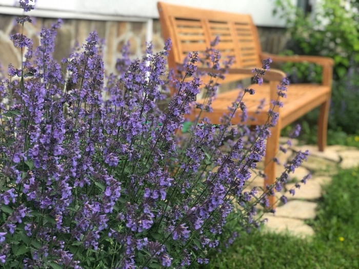 Котовник фассена nepeta faassenii