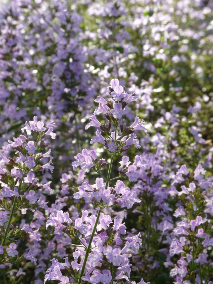 Душевик котовниковый блу клоуд