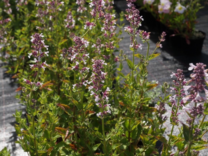 Котовник непета грандифлора