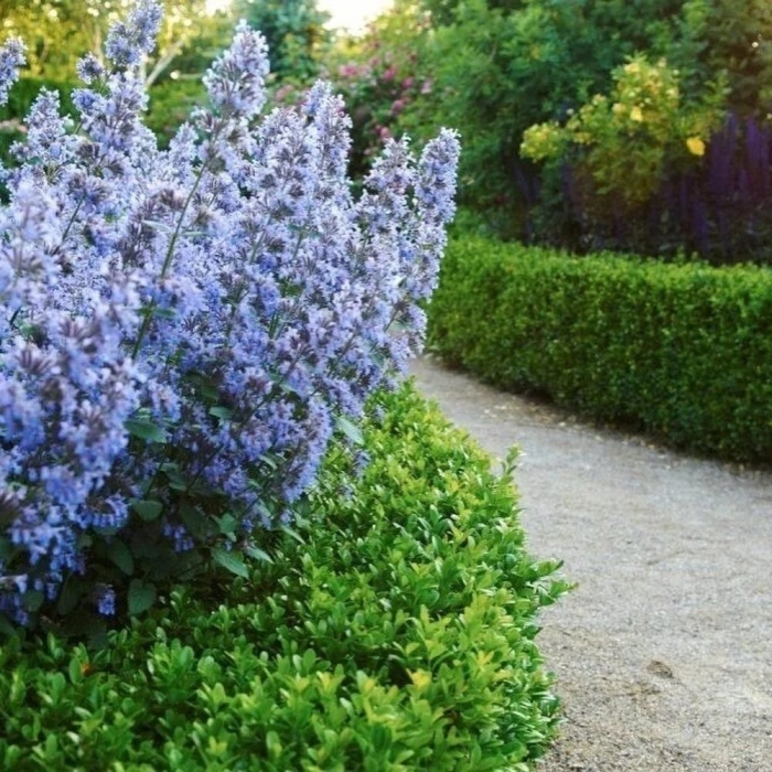 Котовник фассена блю вандер