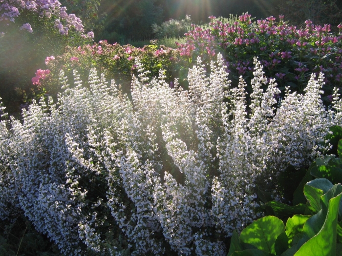 Душевник котовниковый