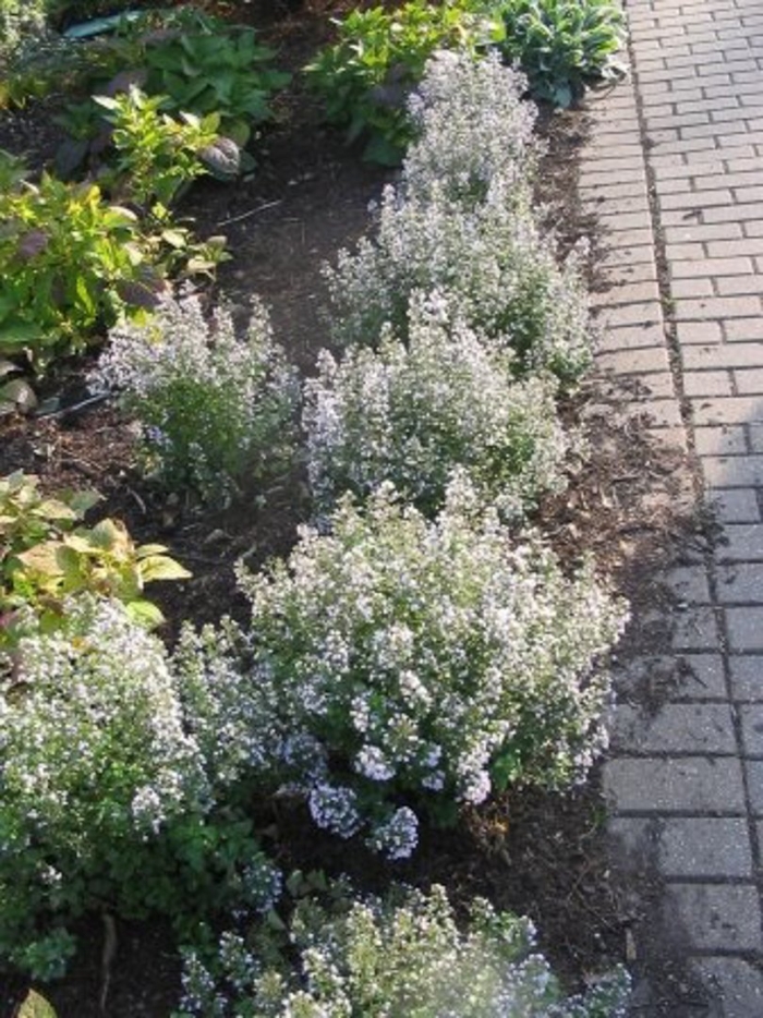 Тимьян ползучий лимоннопахнущий