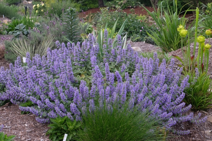 Котовник фассена nepeta faassenii