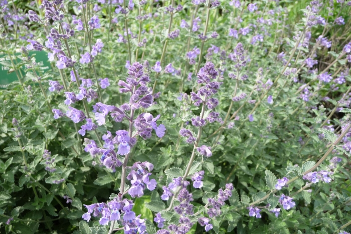 Nepeta × faassenii