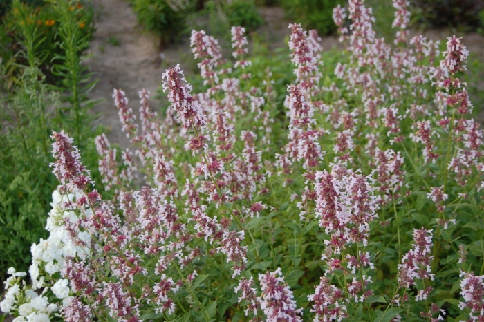 Котовник nepeta grandiflora