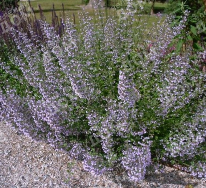 Душевик котовниковый 'blue cloud'