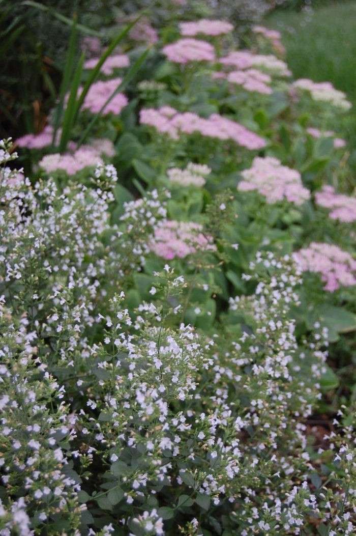 Душевик котовниковый