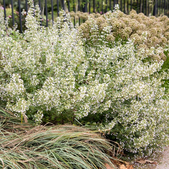 Calamintha nepeta white cloud