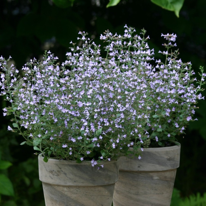 Душевик горная мята марвелетт голубой