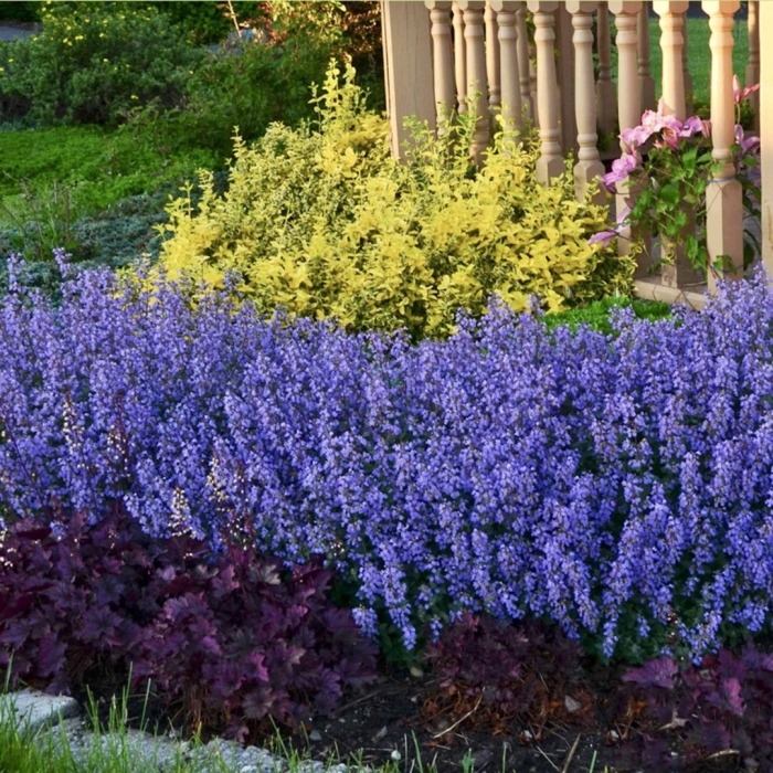 Котовник фассена purrsian blue
