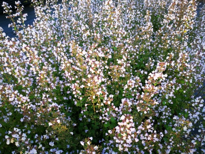Calamintha nepeta 'blue cloud'