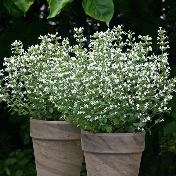 Душевик котовниковый marvelette white