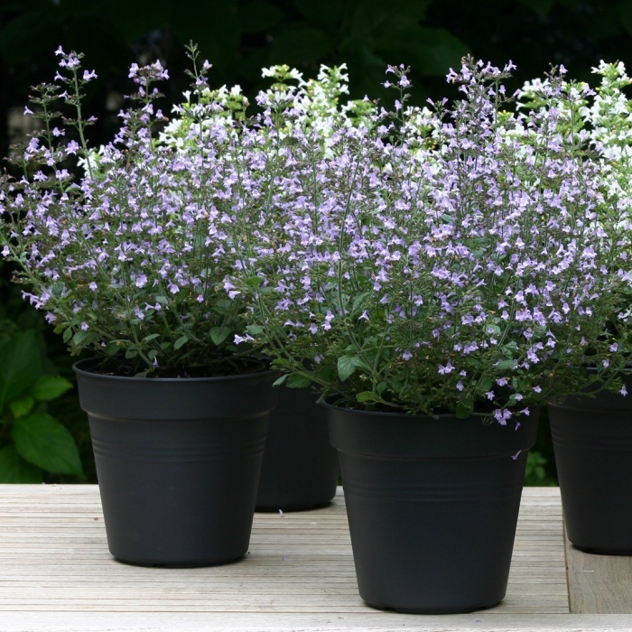 Душевик котовниковый marvelette blue