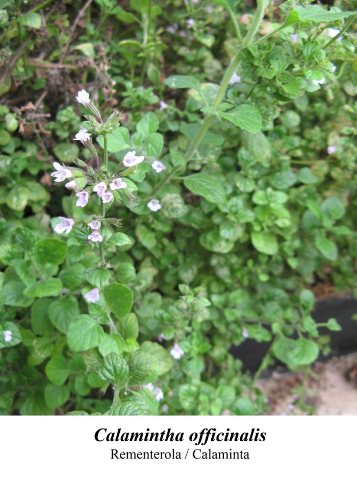 Calamintha officinalis