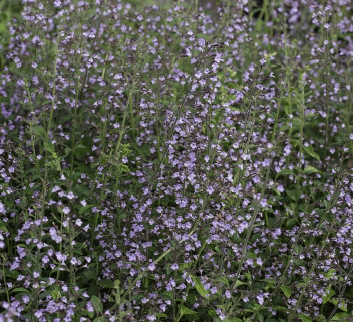 Душевик котовниковый (calamintha nepeta)