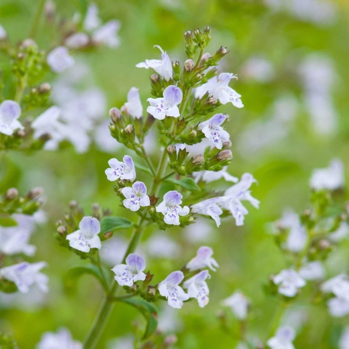 Душевик котовниковый (calamintha nepeta)