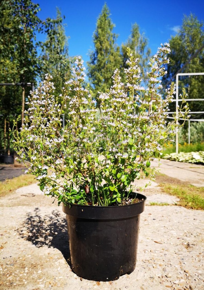 Душевик котовниковый (calamintha nepeta)